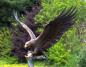Preview: Monumentale Bronzefigur Seeadler – Gartenfigur mit Fisch Bronze Figur 233cm