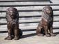 Preview: Bronze Löwen Figuren SET