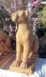 Preview: Leopard Katze Rechtsblick