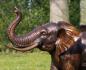 Preview: Bronzefigur Elefant – edle Tierfigur für Garten & Park