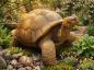 Preview: Schildkröten Gartenfigur Steinfigur Steinguss Gartendekoration Tierfigur 65x45cm