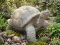 Preview: Schildkröten Gartenfigur Steinfigur Steinguss Gartendekoration Tierfigur 65x45cm